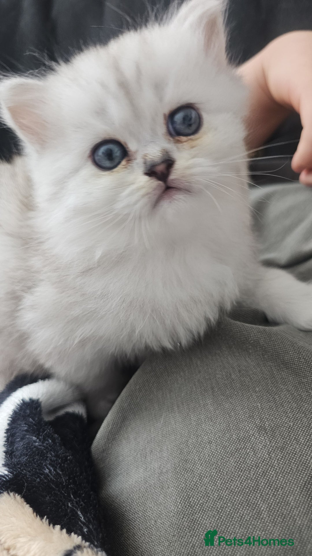 Persian cats for sale: Persian kittens for sale - Image 22