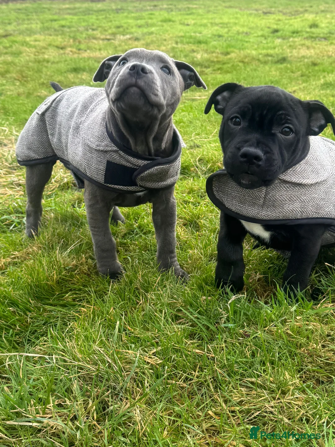 Staffordshire Bull Terrier dogs for sale: 🏆 CHAMPION BLUE BITCH READY TO LEAVE 🏆 - Advert 22