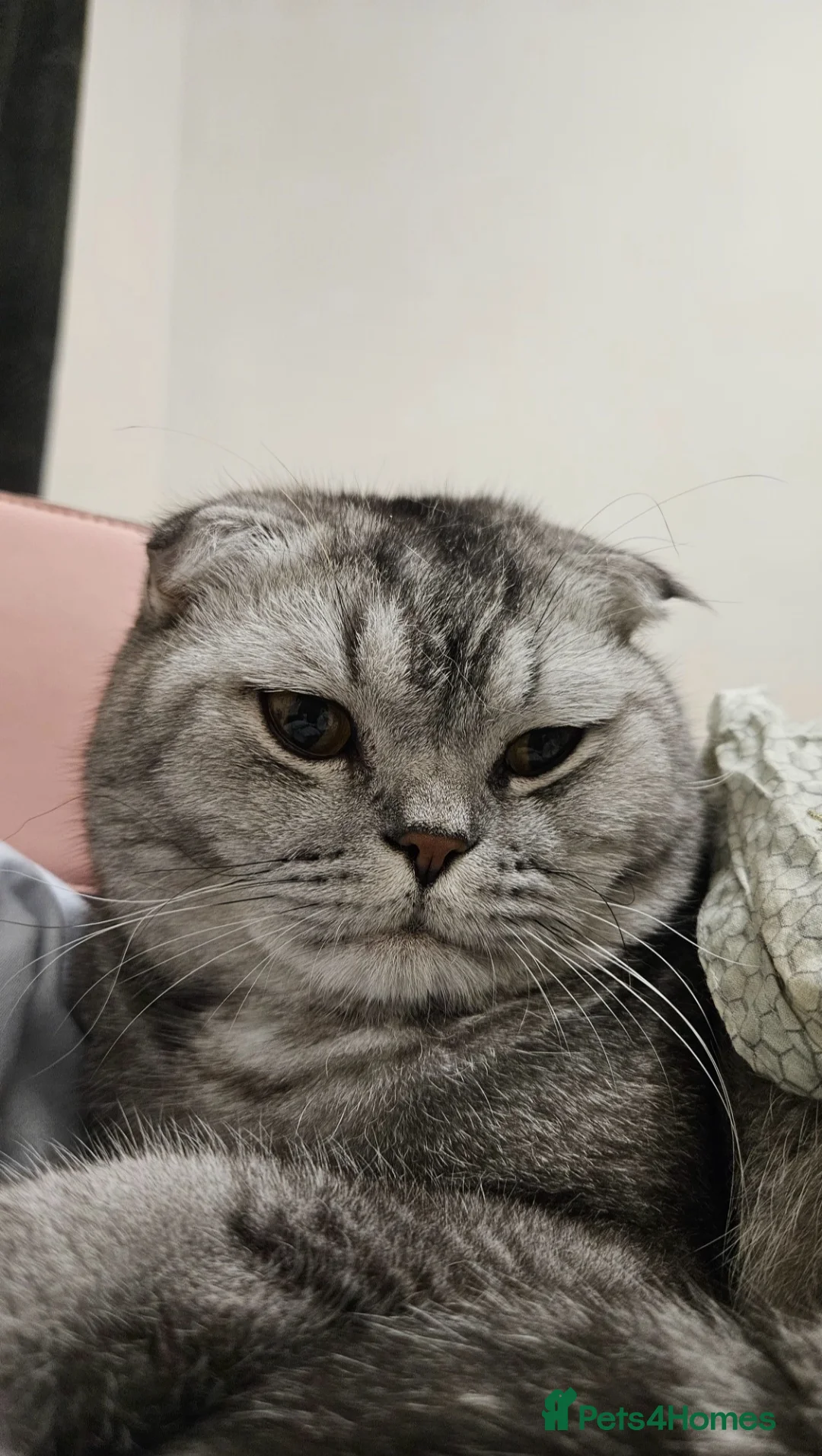 Scottish Fold cats for sale: Beautiful Scottish Fold Boy for Rehoming in Dagenham - Advert 5