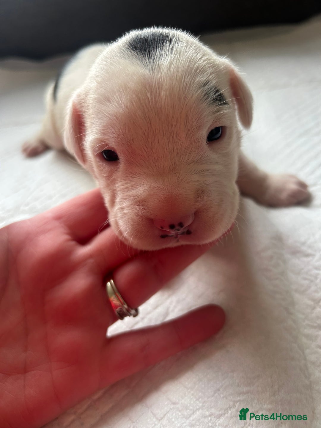 Mixed Breed dogs for sale: 🐾 11 Adorable Puppies From an Accidental Litter - Advert 13
