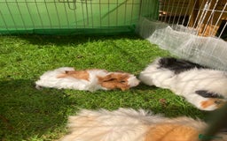 Guinea Pig rodents for sale: female baby guinea pig seven weeks old - Image 2