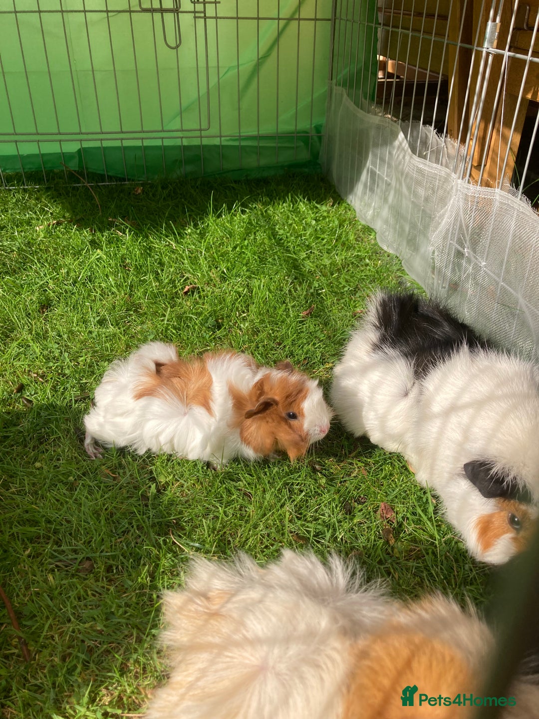 Guinea Pig rodents for sale: female baby guinea pig seven weeks old - Image 2