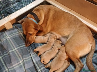 Labrador Retriever dogs KC Registered Fox Red Labrador Puppies - Advert 3