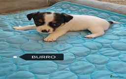Jack Russell dogs for sale: Jack Russell puppies,Parents reg.Kennel club, - Image 8