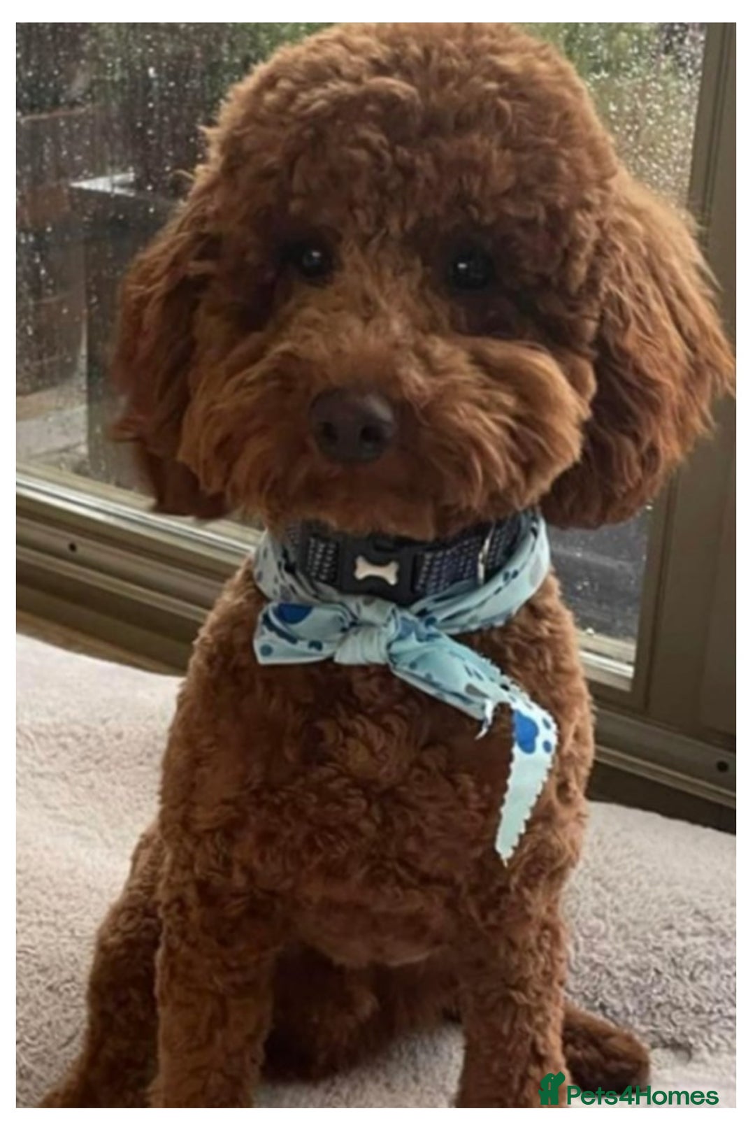 Miniature Poodle dogs for sale: KC Registered Miniature Poodle Puppies  - Advert 5