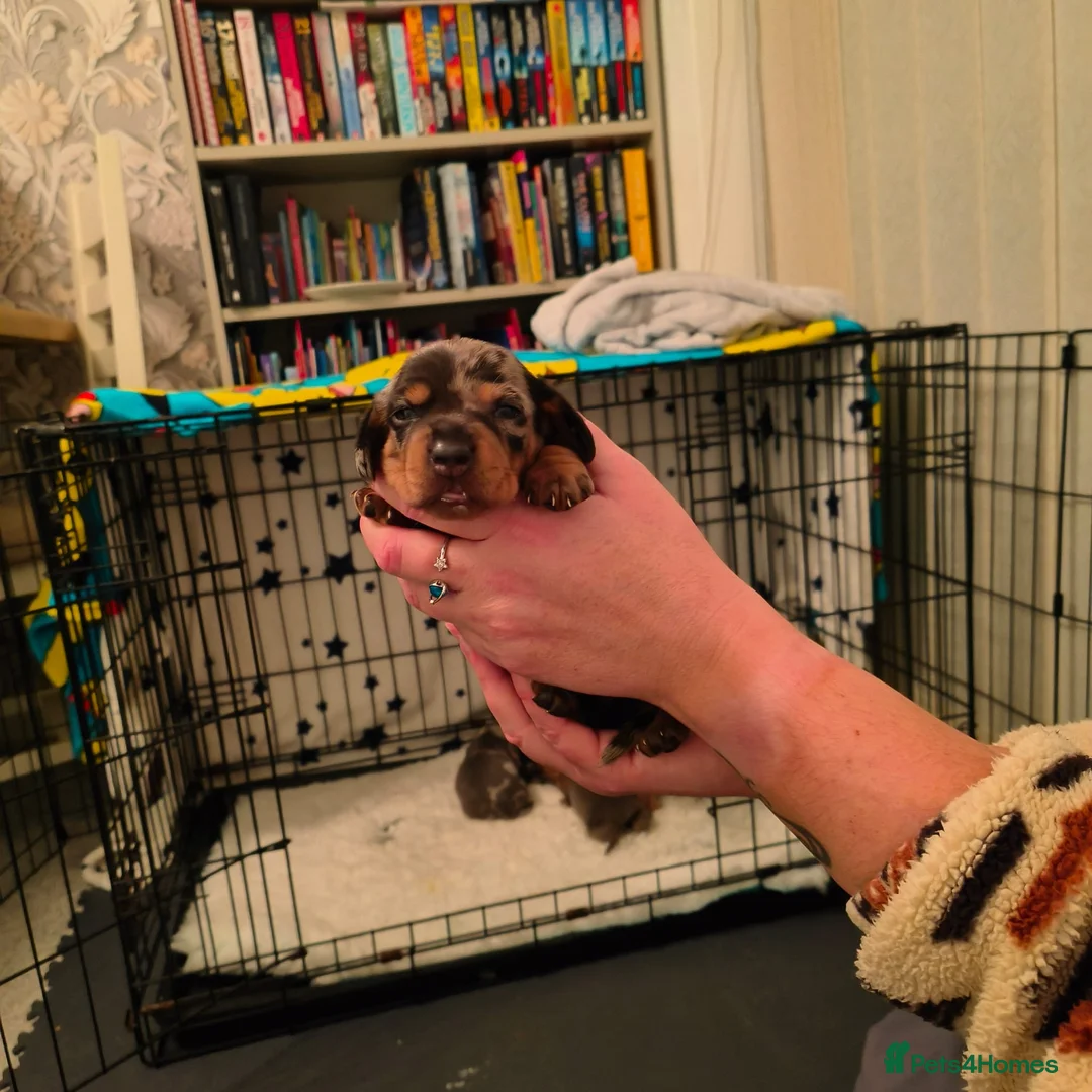 Dachshund dogs for sale: Dachshund puppies - Advert 22