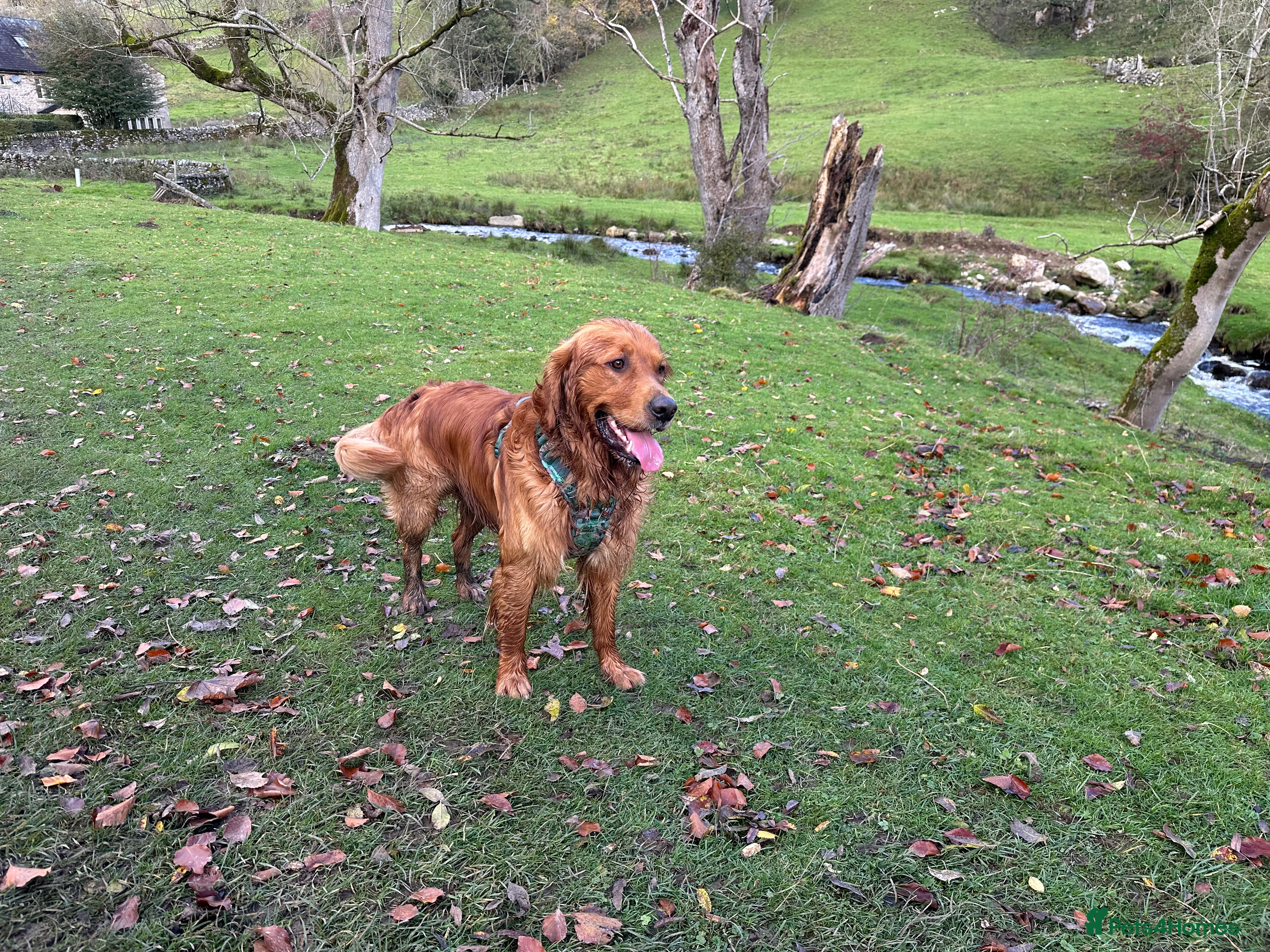 Golden Retriever dogs Handsome, Proven Fully health tested   DNA clear  - Advert 2