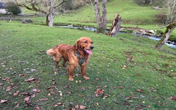 Golden Retriever dogs for stud: Handsome, Proven Fully health tested   DNA clear  - Advert 1