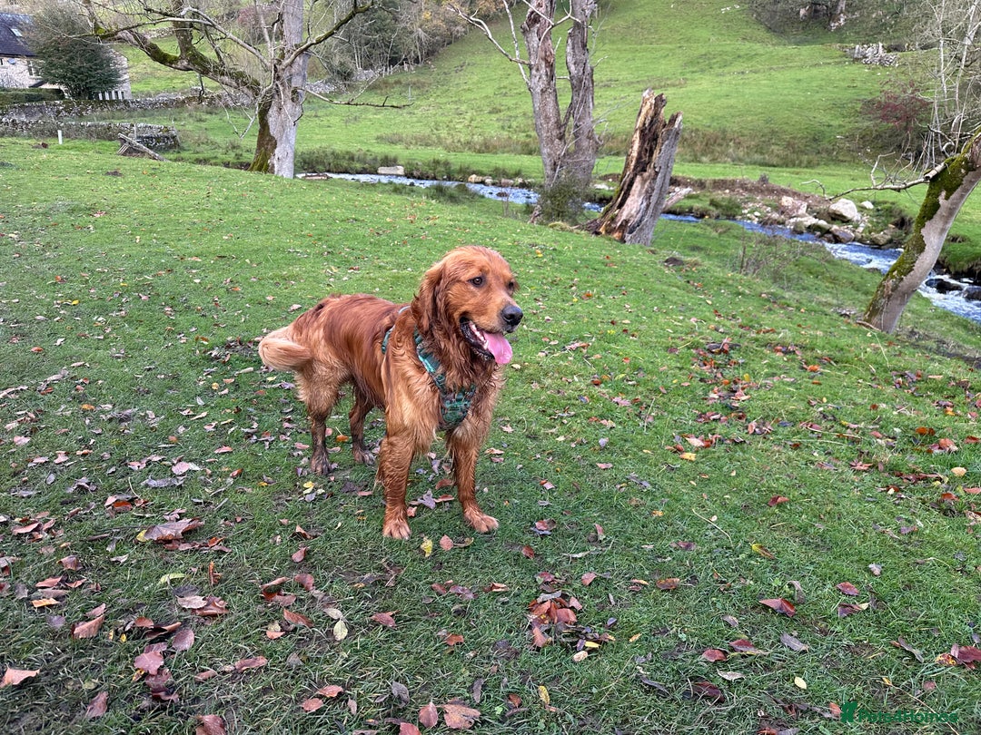 Golden Retriever dogs for stud: Handsome, Proven Fully health tested   DNA clear  - Advert 1