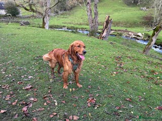 Golden Retriever dogs Handsome, Proven Fully health tested DNA clear - Advert 17