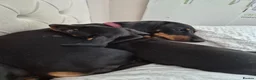 Miniature Dachshund dogs for sale: Miniature Dachshund male puppy Ready to leave now - Advert 3