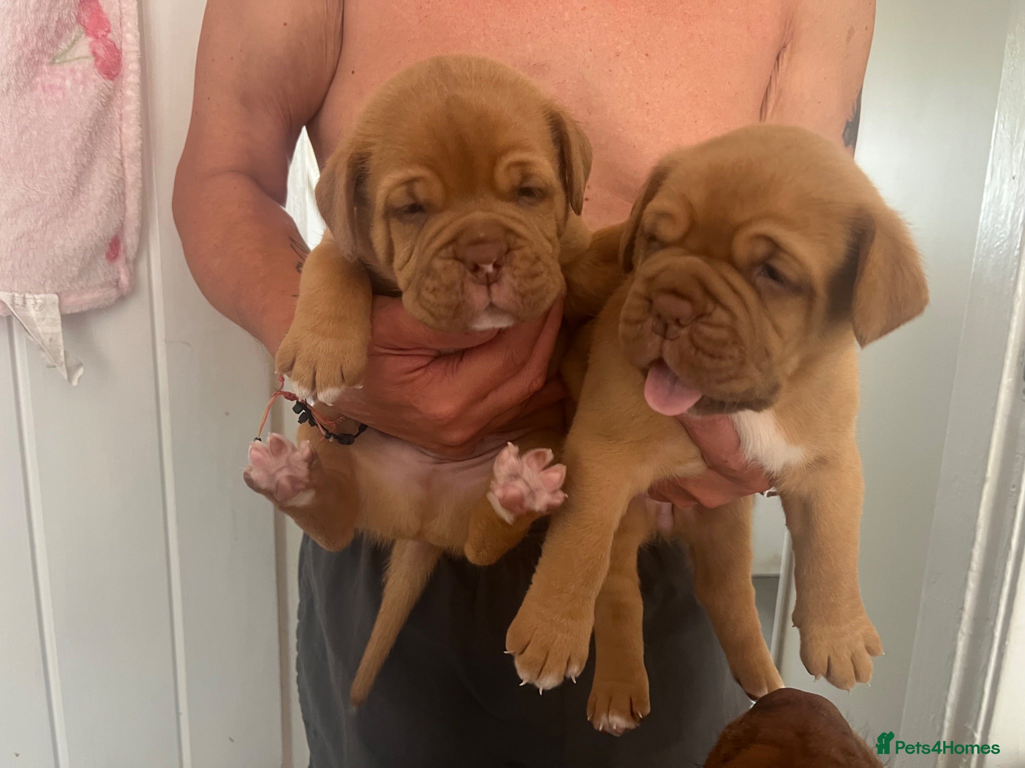 Dogue De Bordeaux dogs ** LAST 2 🩷💙 DOGUE DE BORDEAUX PUPS REMAINING ** - Advert 2