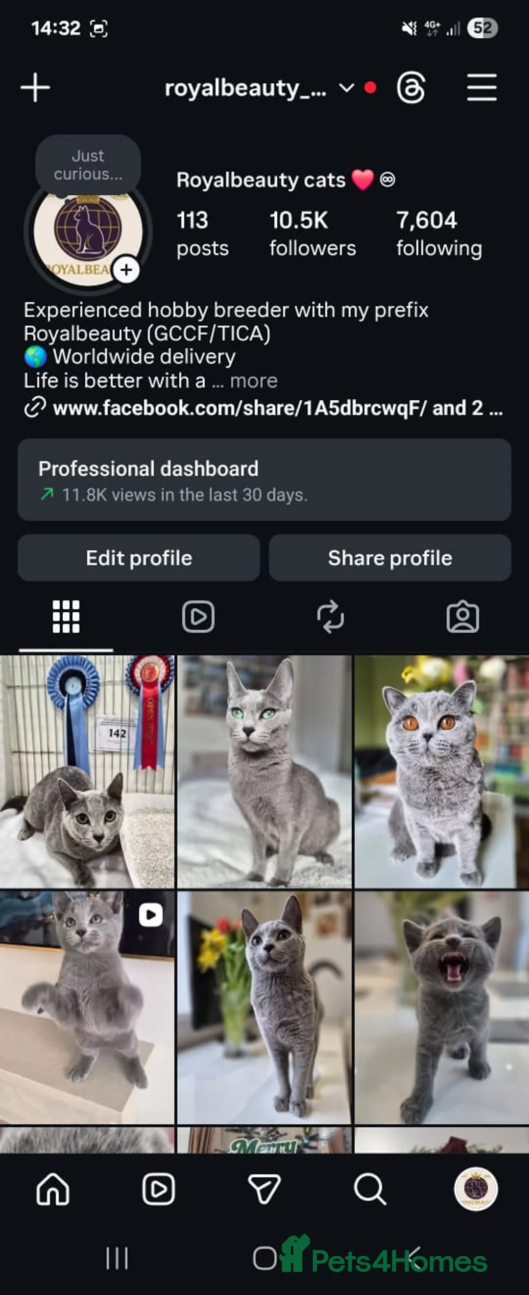 Russian Blue cats for sale: 🏆TOP Quality TICA Reg Russian blue kittens 🏅  - Advert 12