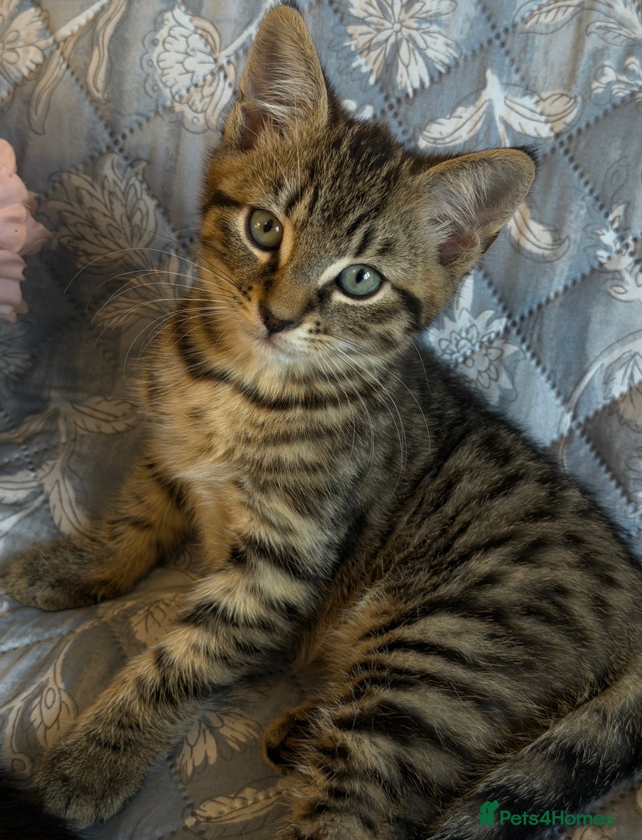 British Shorthair cats Ready Now: Tabby & Dark Brown Kittens 🐾 - Advert 1