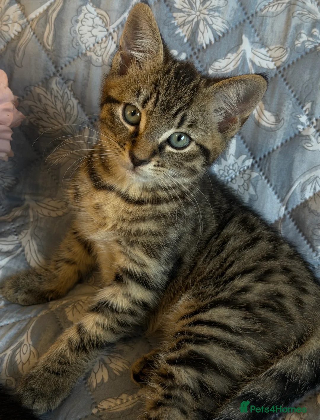 British Shorthair cats for sale: Ready Now: Tabby & Dark Brown Kittens 🐾 - Advert 1