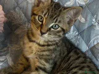 British Shorthair cats for sale: Ready Now: Tabby & Dark Brown Kittens 🐾 - Advert 1
