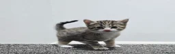 British Shorthair cats for sale: Kittens for sell ❤️4x Girls. 🩵 1x Boys - Advert 12