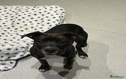 Staffordshire Bull Terrier dogs for sale: Staffy girl for sale  - Image 2