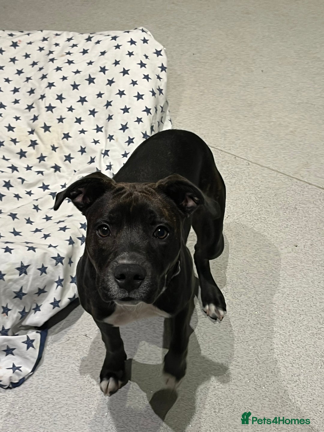 Staffordshire Bull Terrier dogs for sale: Staffy girl for sale  - Image 2