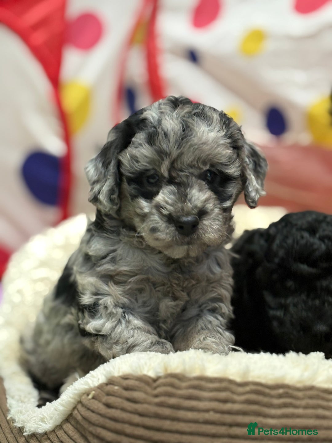 Cavapoo dogs for sale: Beautiful cavapoochon puppies  - Advert 2
