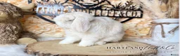 Mini Lop rabbits for sale: MINI LOPS | PEDIGREE  - Advert 16