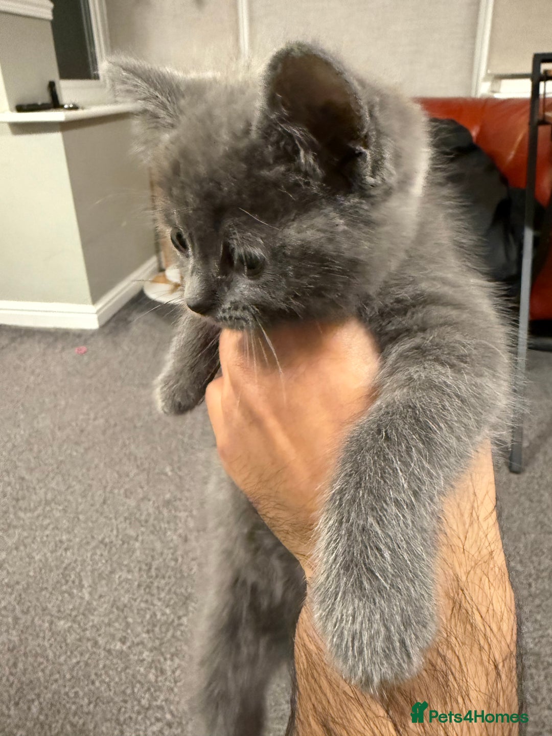 British Shorthair cats for sale: Beautiful British Shorthair Kitten - Advert 10