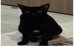 Mixed Breed cats for adoption: VASYA - HANDSOME, AFFECTIONATE NEUTERED 5y old boy - Image 4