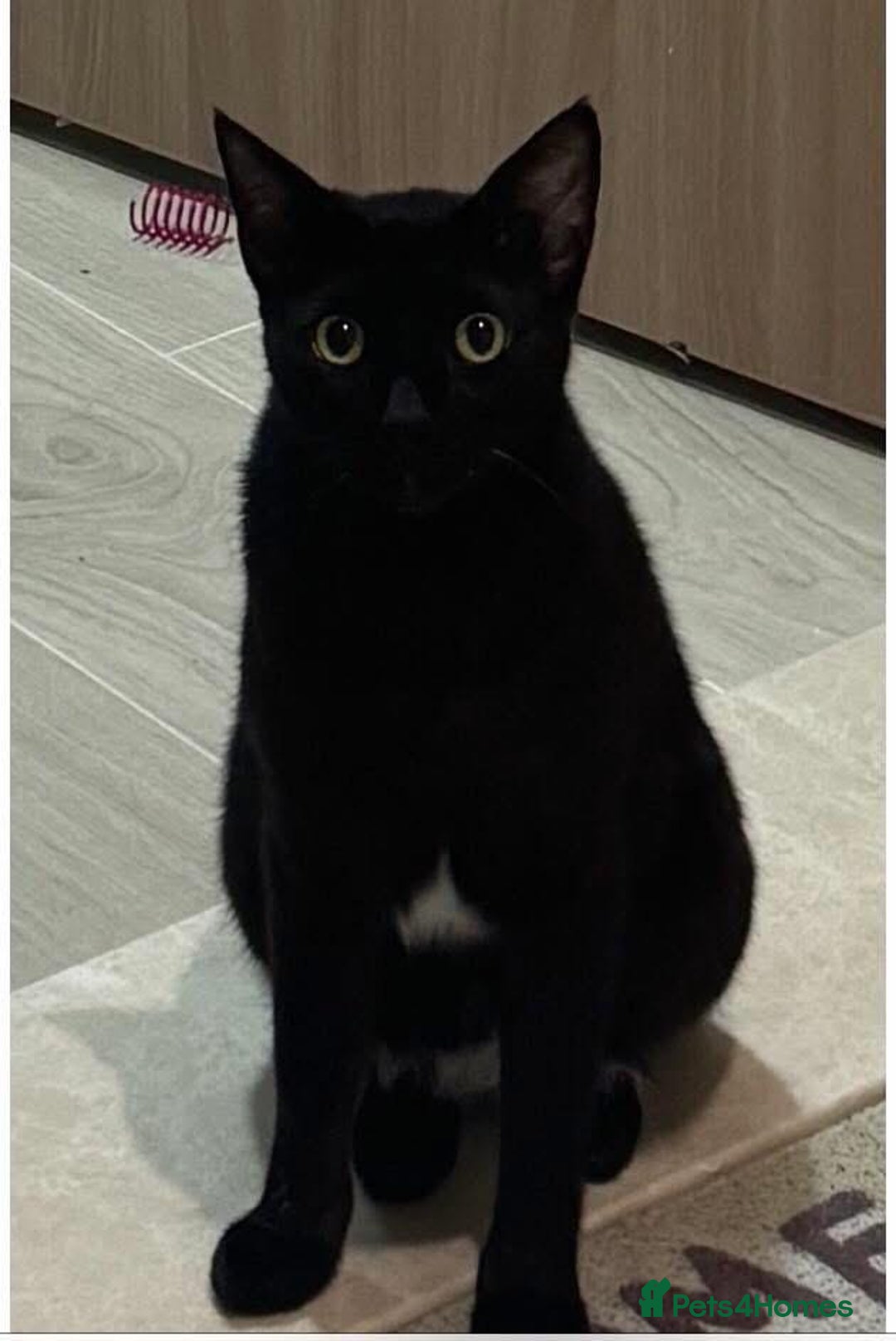 Mixed Breed cats for adoption: VASYA - HANDSOME, AFFECTIONATE NEUTERED 5y old boy - Image 4