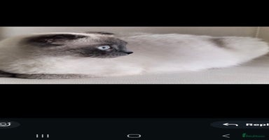 Scottish Fold cats Beautiful Scottishsh fold kittens  - Advert 2