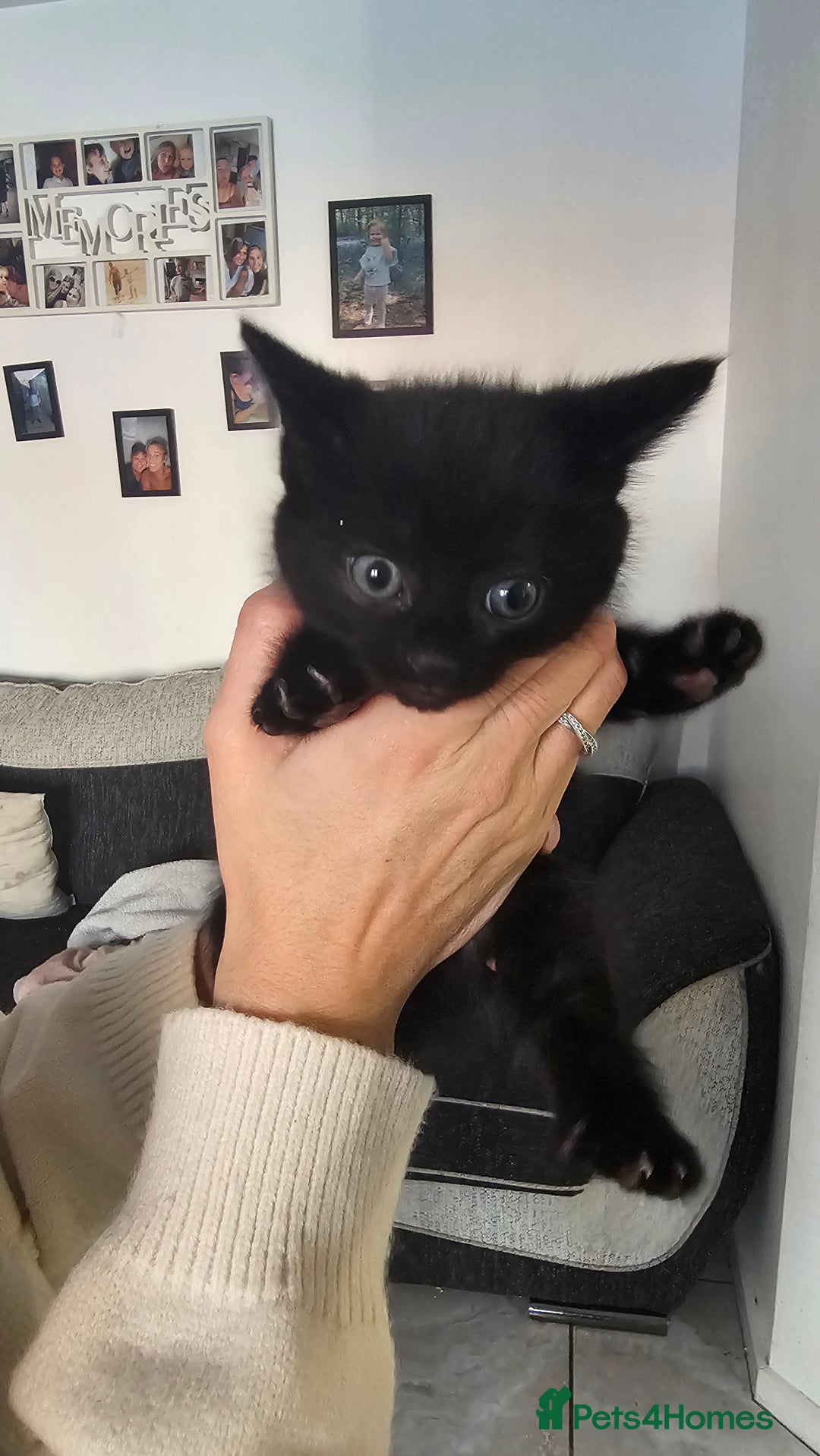 Mixed Breed cats for sale: Last Boy 🐈‍⬛ - Advert 6