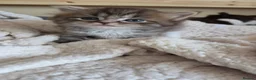 Ragdoll cats for sale: Ragdoll Mix Kittens Looking for Loving Homes - Advert 28
