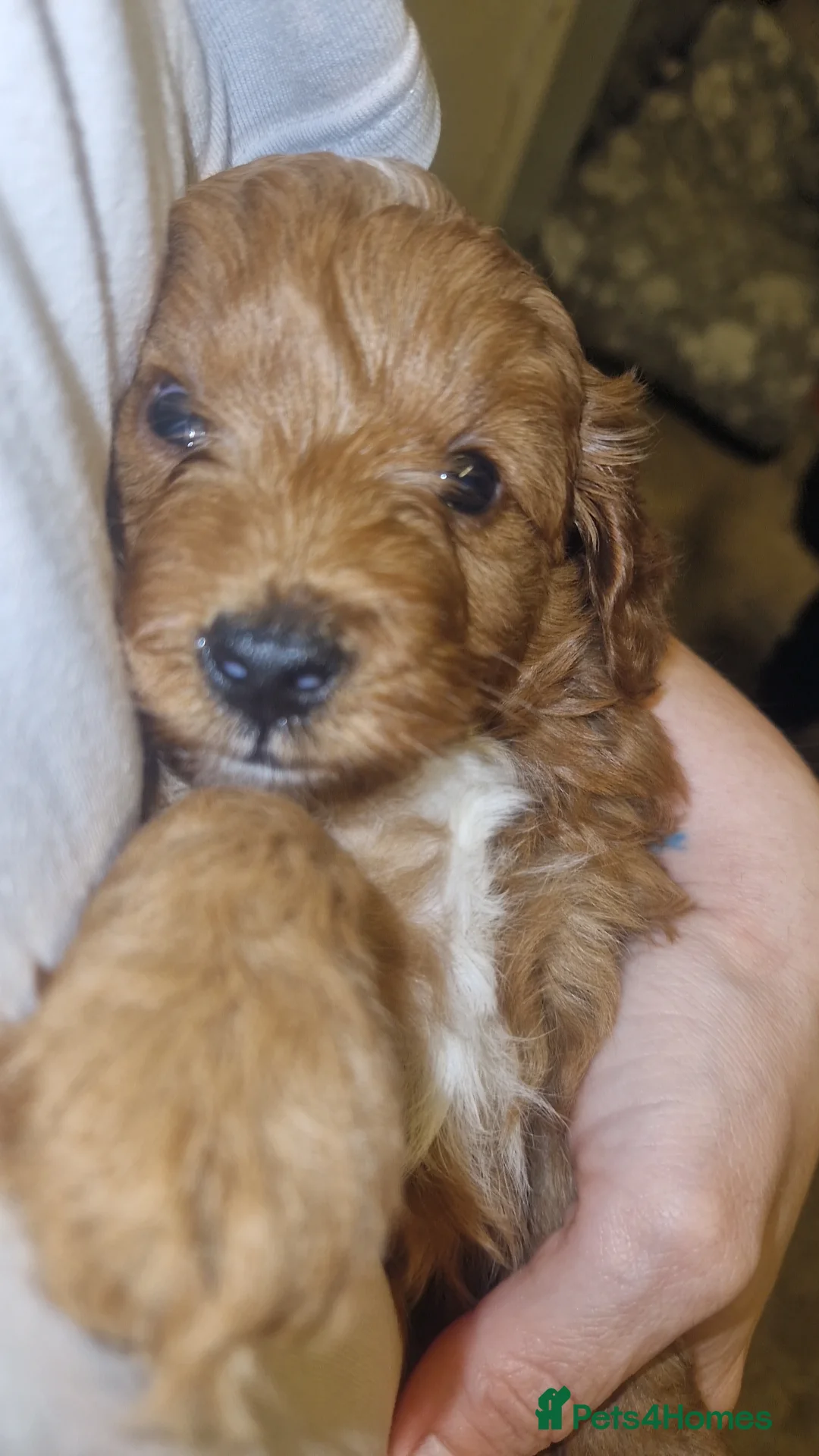 Cockapoo dogs for sale: Toy cockerpoos  - Advert 13