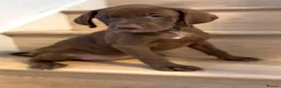 Mixed Breed dogs for sale: Beautiful Staffy/Viszla Puppies for Loving Homes - Advert 4