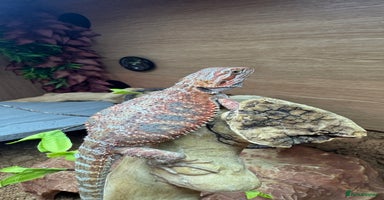 Bearded Dragon reptiles - Advert 6