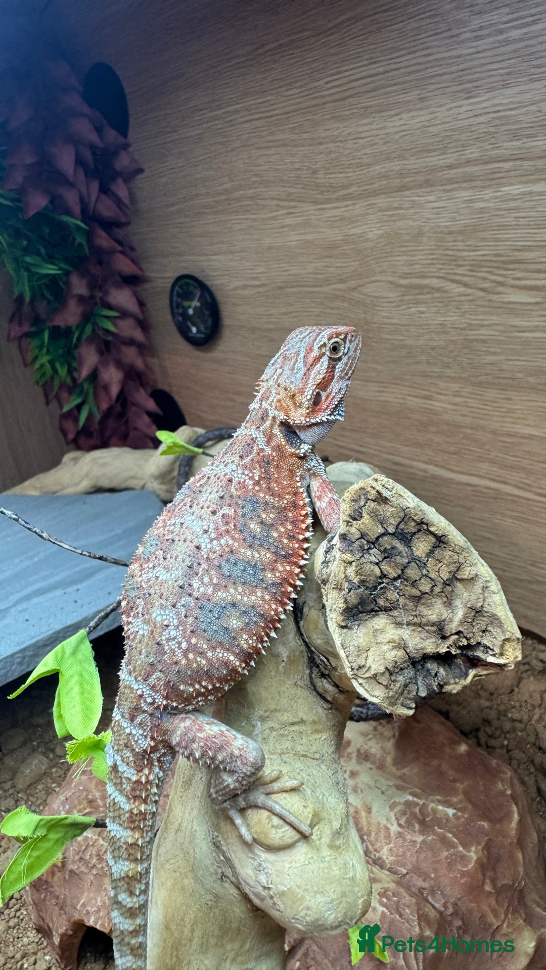 Bearded Dragon reptiles for sale: Juvenile Bearded Dragon PLUS full setup - Image 2