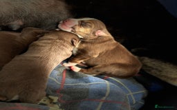 Mixed Breed dogs for sale: Mixbreed beautiful puppies  - Image 20