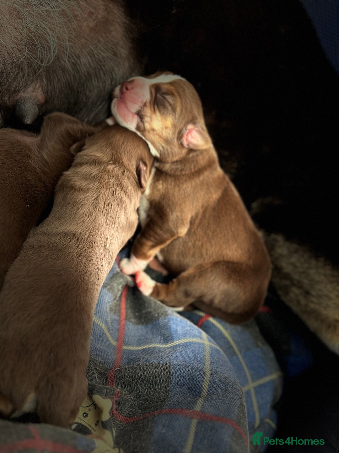 Mixed Breed dogs for sale: Mixbreed beautiful puppies  - Image 20