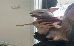 Chihuahua dogs for sale: XXS chihuahua girl 11months - Image 6