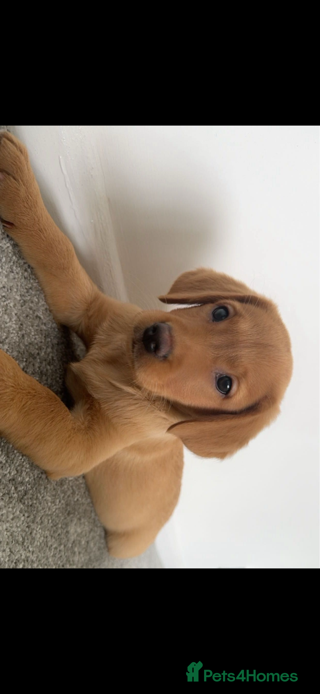 Labrador Retriever dogs for sale: Labrador Retriever Puppies - Raised in Family Home - Advert 22