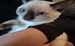 Snowshoe cats for sale: Pedigree Snowshoe kittens ready 8th november  - Image 10