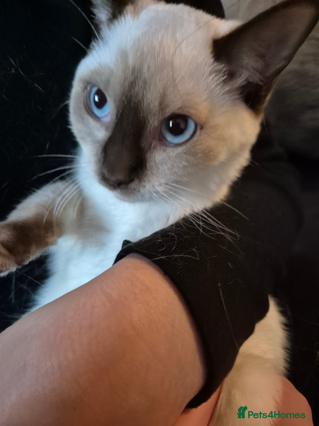 Snowshoe cats for sale: Pedigree Snowshoe kittens ready 8th november  - Image 10