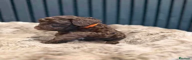 Orange boy