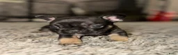 French Bulldog dogs for sale: Beautiful French bulldog puppies  in Stanford-le-Hope - Advert 13