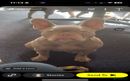 French Bulldog dogs for sale: Female new shade Isabella Frenchbull dog 1 1/2 yrs - Image 6