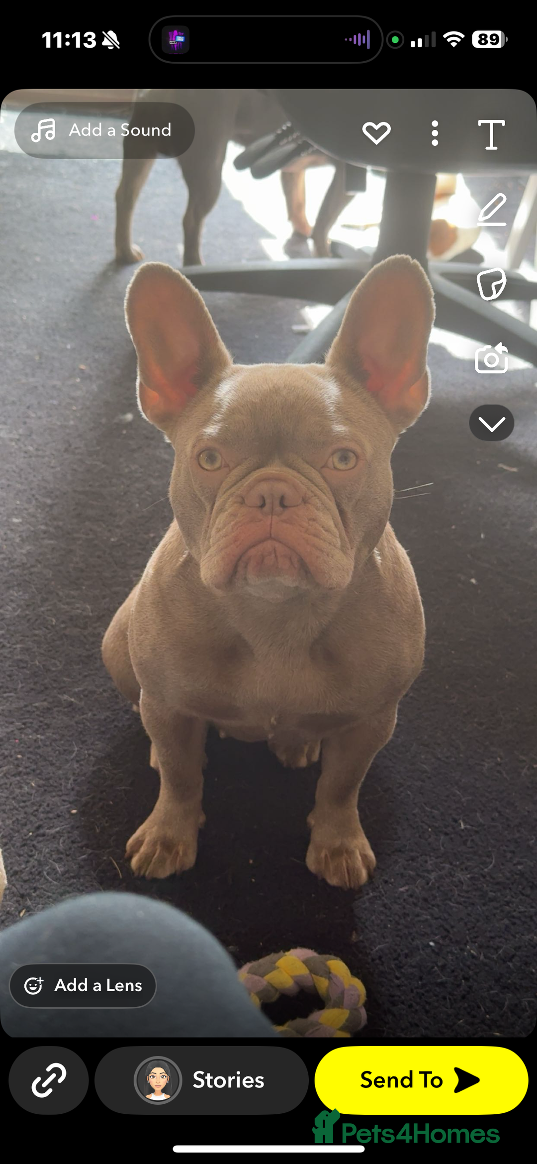 French Bulldog dogs for sale: Female new shade Isabella Frenchbull dog 1 1/2 yrs - Image 6