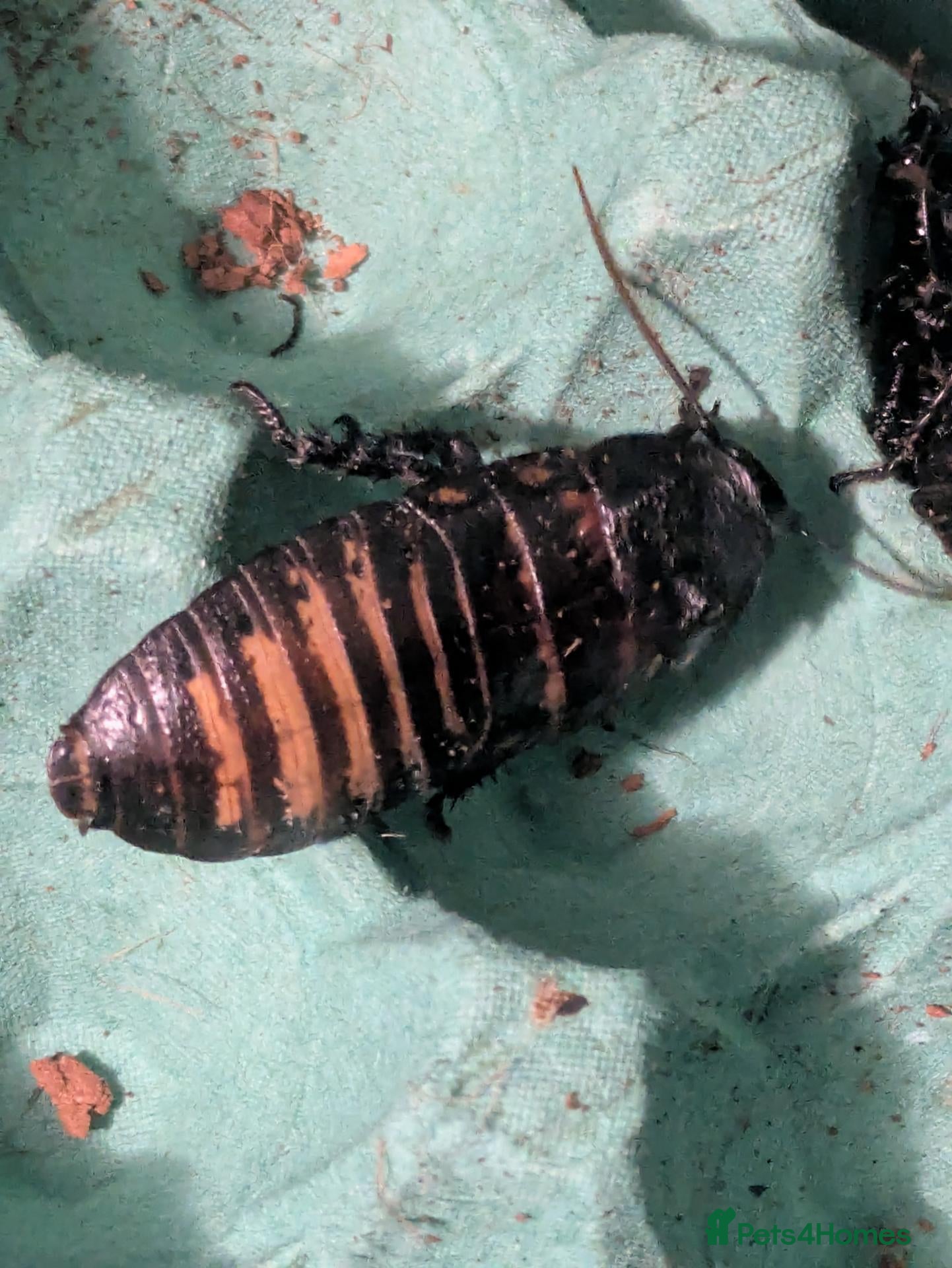 Cockroaches invertebrates Madagscan hissing cockroaches  - Advert 24