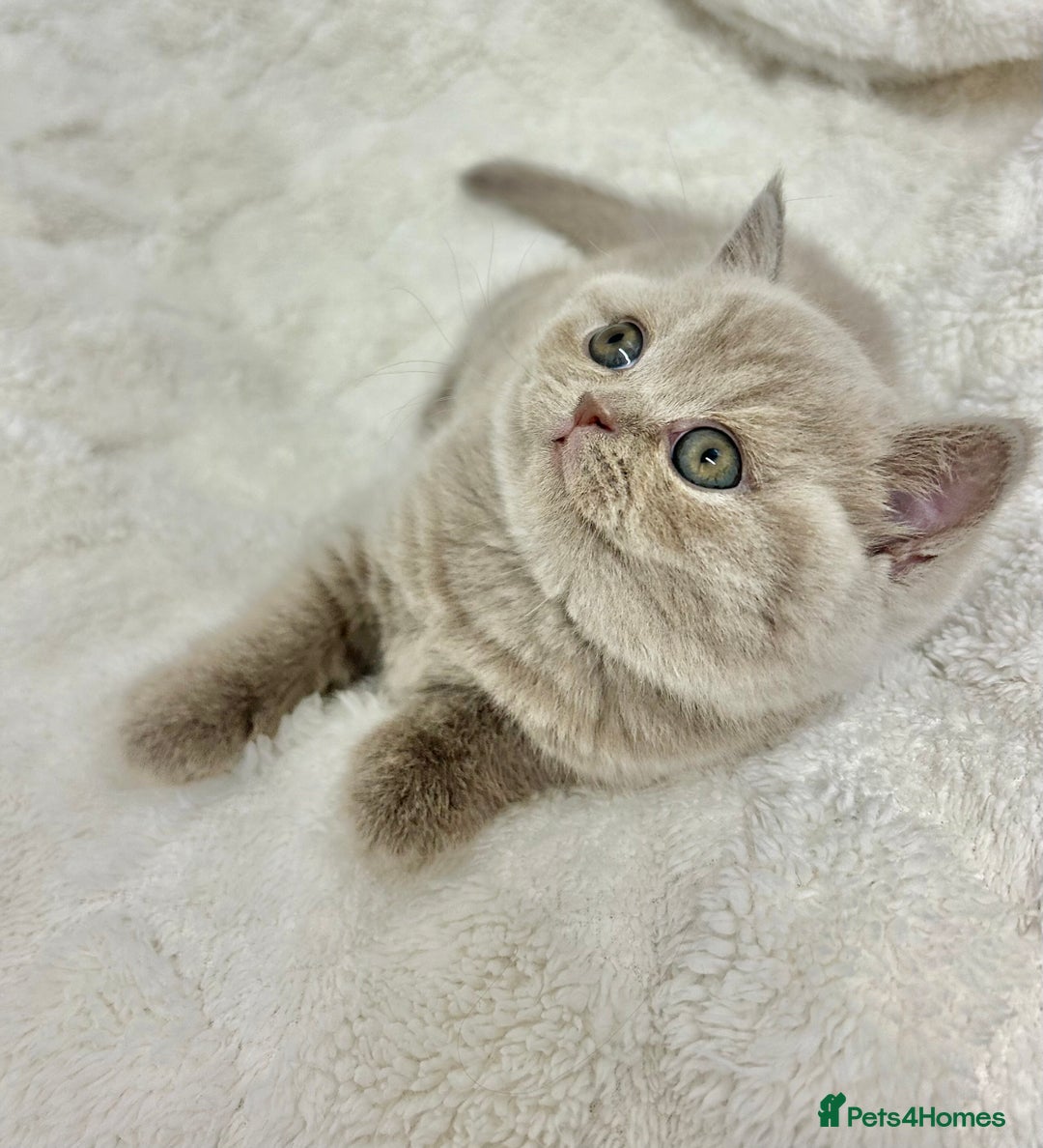 British Shorthair cats for sale: GCCF British Shorthair for Sale - Advert 33