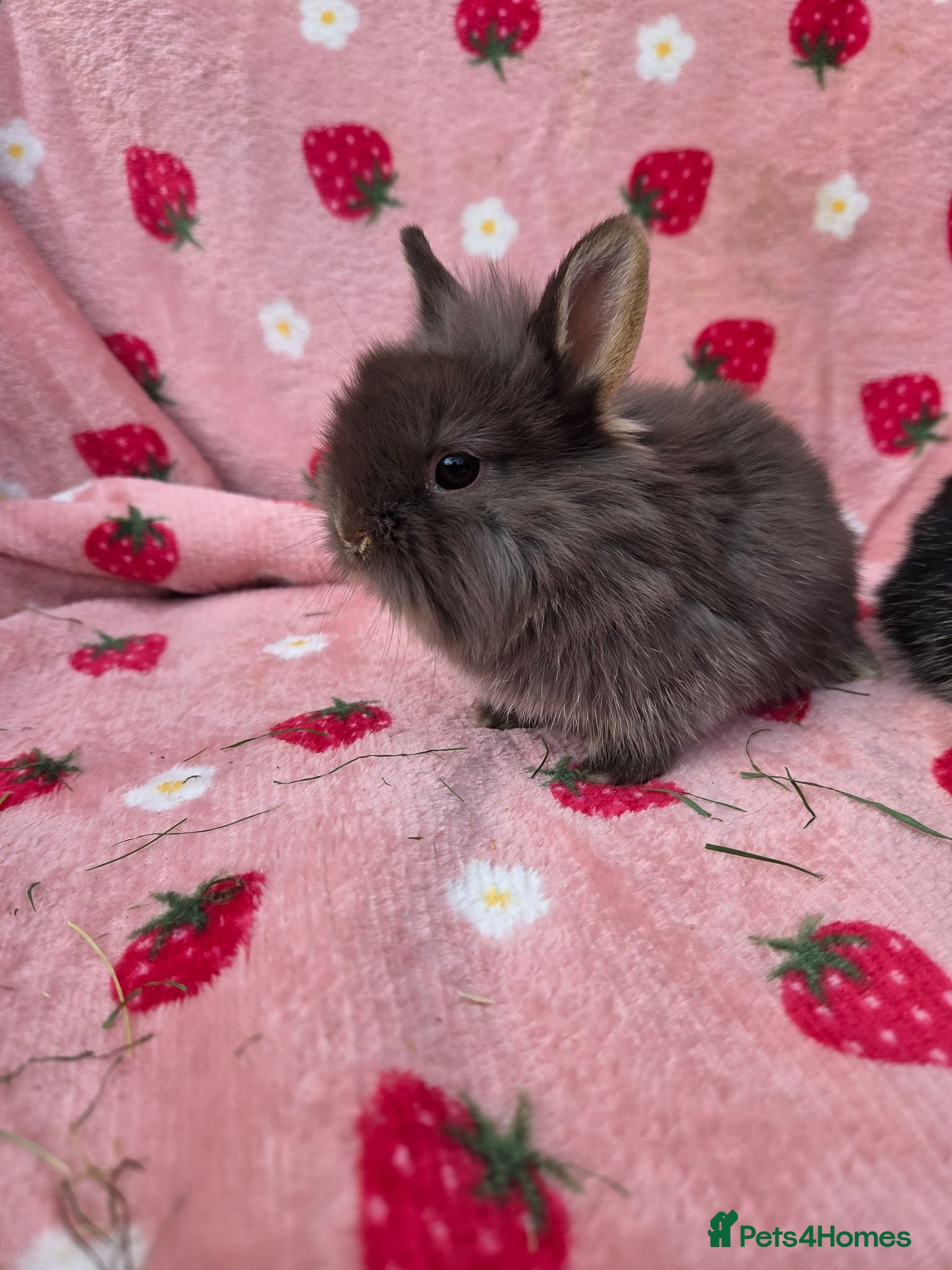 Lionhead rabbits Lion head Babies ready 1st aug - Advert 1