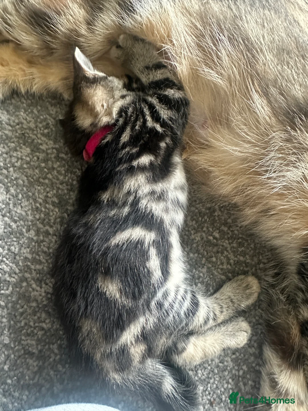 Bengal cats for sale: Maine Coon and Bengal cross kittens - Advert 2