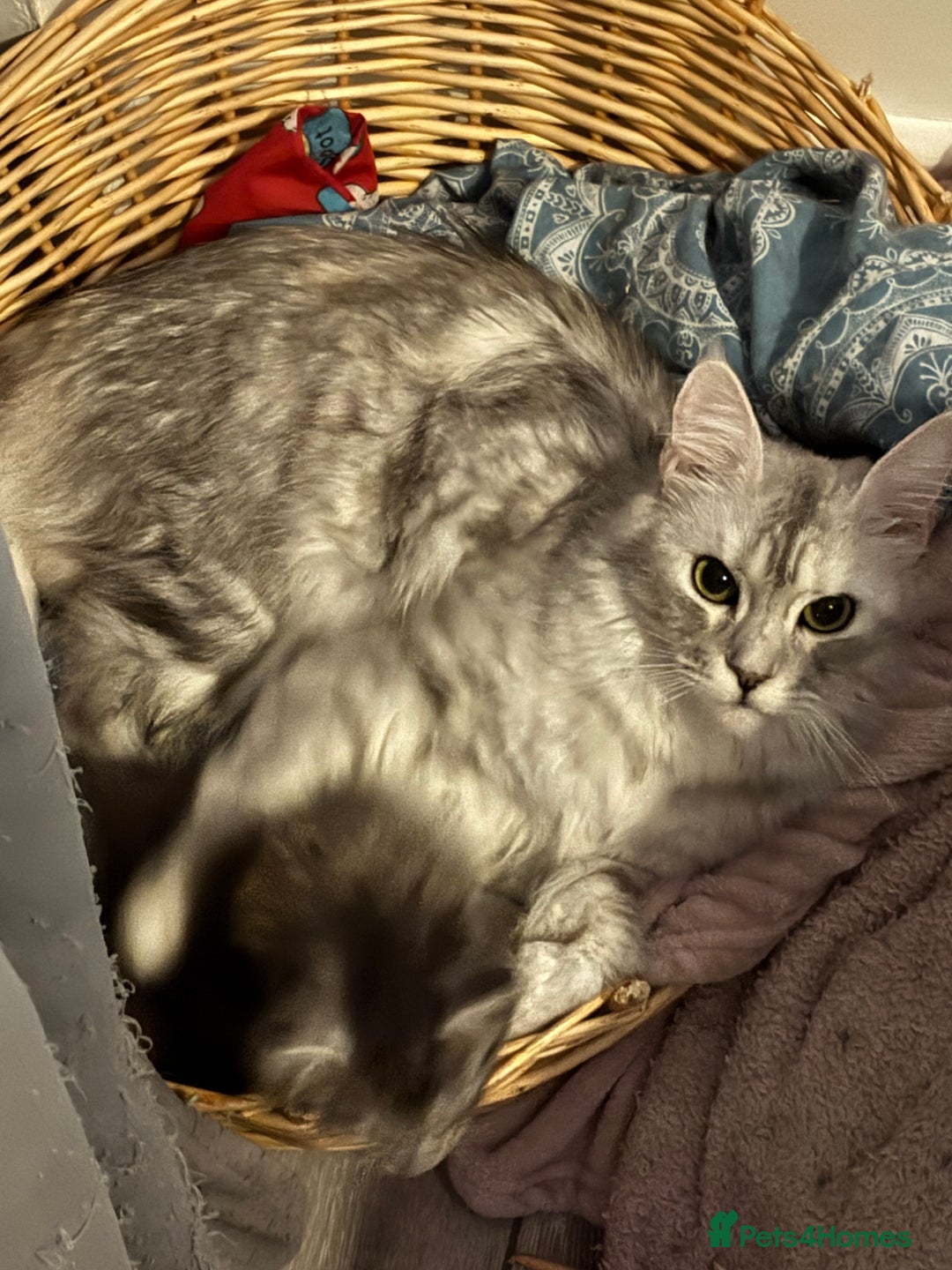Maine Coon cats for sale: 7 month old Maine coon  - Image 8